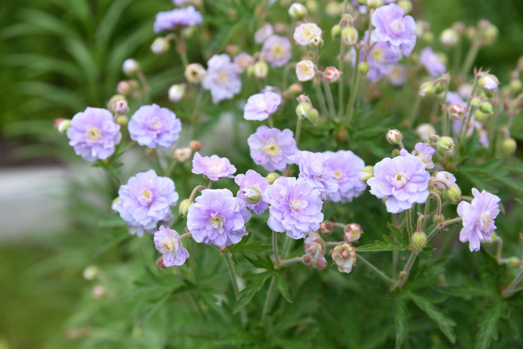 Praktnäva 'Summer Skies'